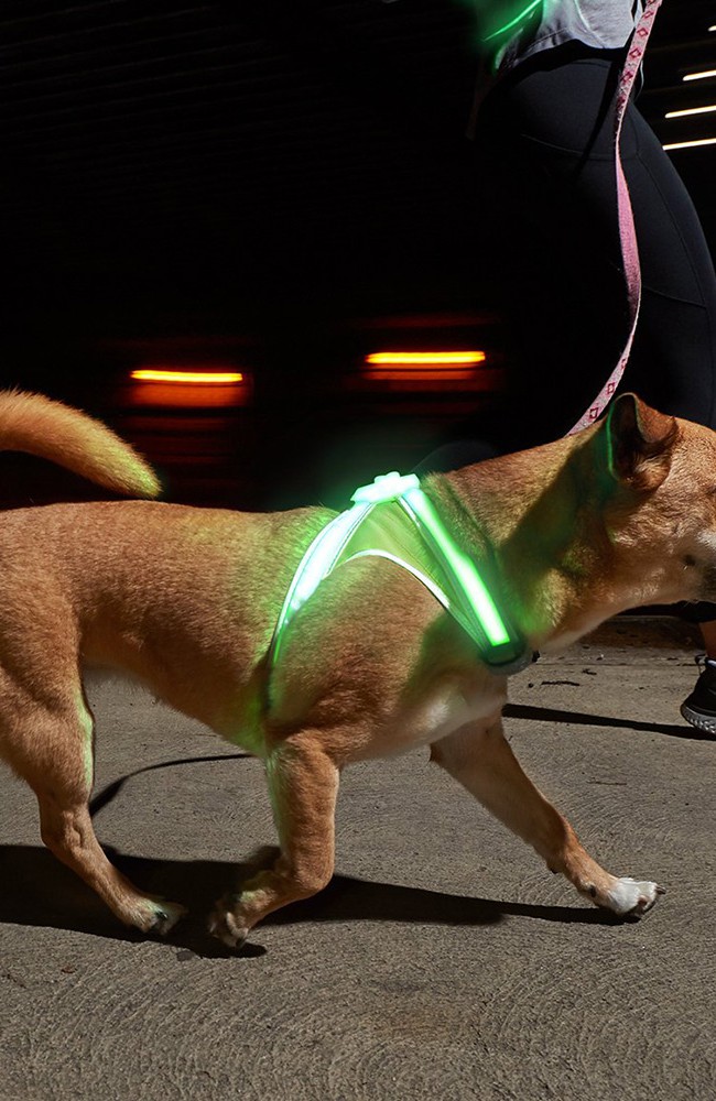 Symbolbild für Lighthound