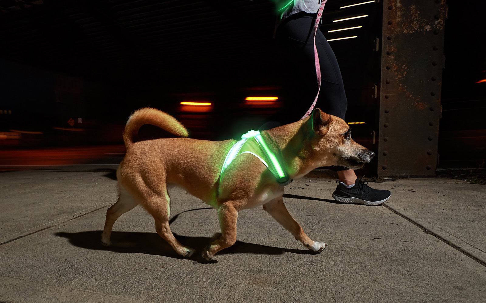 Hund mit Lighthound